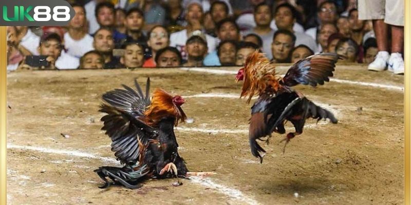 Cách rèn luyện đòn đá liên hoàn cước bài bản