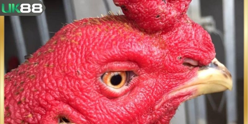 Cách xem mắt gà chọi chuẩn khi chọn gà sung