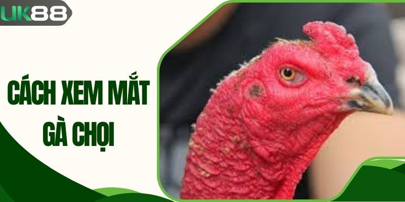 Cách Xem Mắt Gà Chọi Để Chọn Cho Bạn Chiến Kê Bất Bại