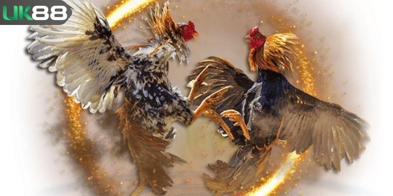 Đá gà UK88 có thế giới đá gà vô cùng hấp dẫn