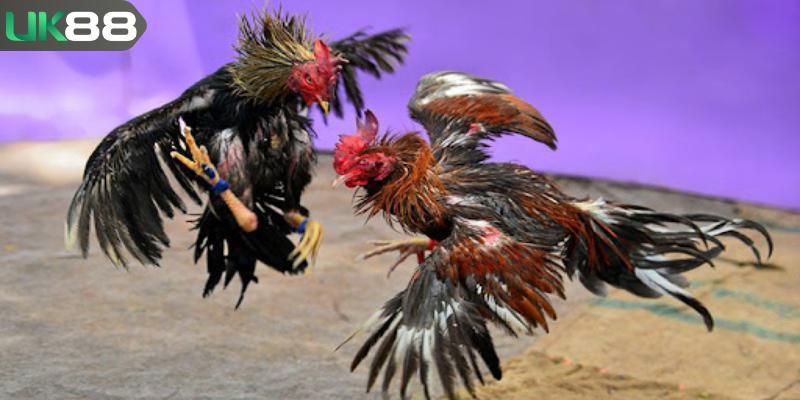 Đặt được và theo dõi trận đấu để biết kết quả cuối cùng