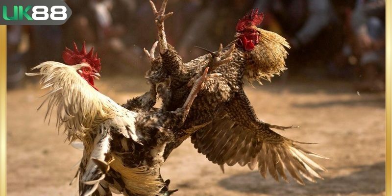 Đòn đá liên hoàn cước tạo ưu thế khi lâm trận