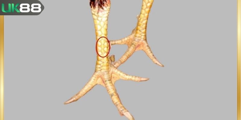 Gà sở hữu vảy tam tài tứ quý rất linh thiêng