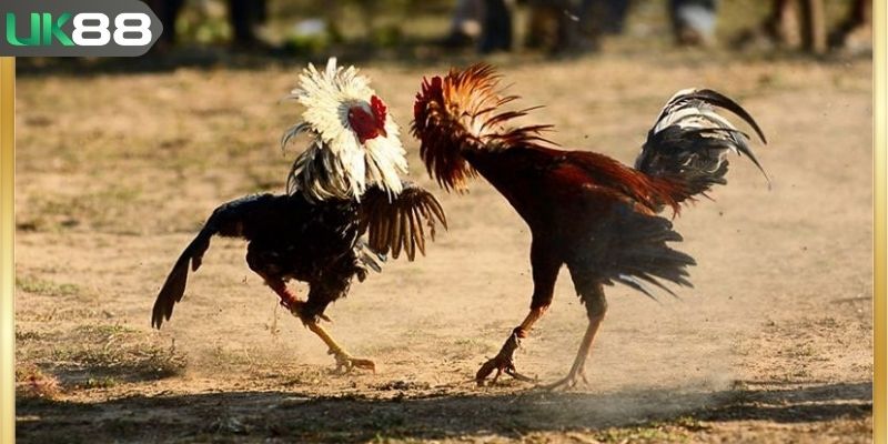 Hiểu nhanh các thuật ngữ trong đá gà cơ bản nhất