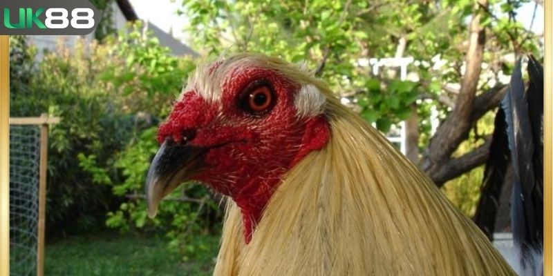 Nhận biết gà đá hay nhờ cách xem mắt gà chọi