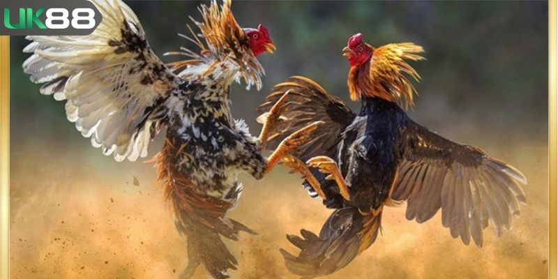 Nhiều sư kê ưa chuộng đòn đá liên hoàn cước