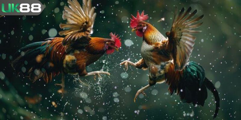 Sân chơi đá gà được nhiều người yêu thích và quan tâm