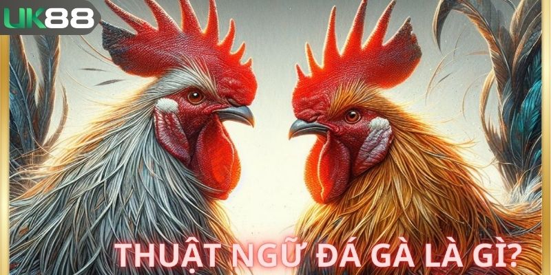 Thuật ngữ trong đá gà được sư kê dùng hàng ngày