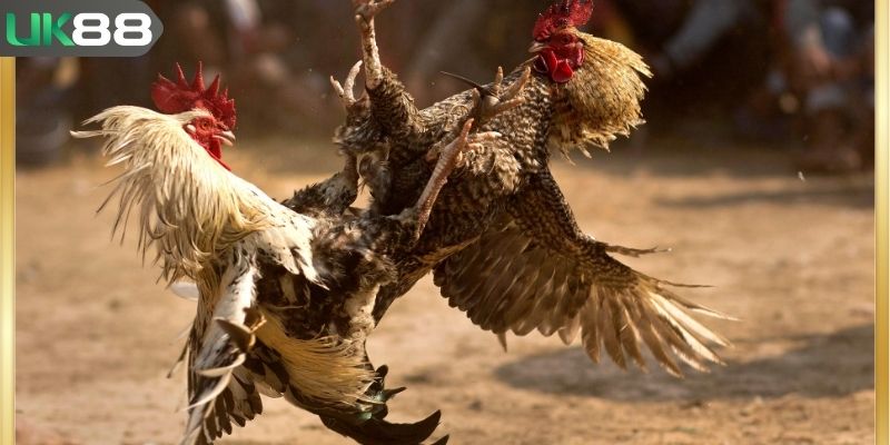 Thuật ngữ trong đá gà mô tả kỹ thuật và dụng cụ