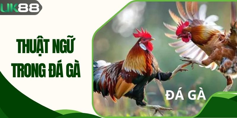 Thuật Ngữ Trong Đá Gà - Tổng Hợp Chi Tiết Cho Người Mới