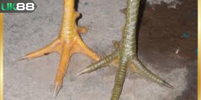 Vảy tam tài tứ quý mang vẻ đẹp hiếm có