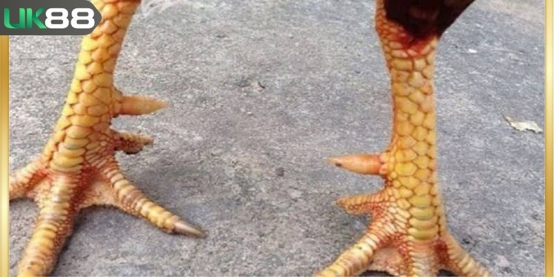 Vảy tam tài tứ quý thể hiện thần lực chiến kê