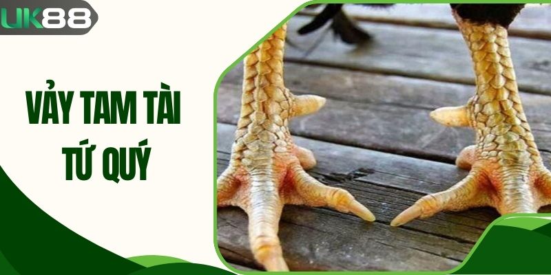 Vảy Tam Tài Tứ Quý Và Sức Hút Của Chiến Kê Bất Bại